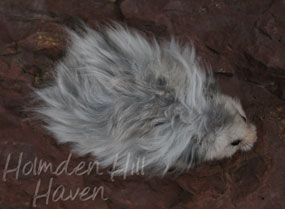 Gunner- Dark Grey Umbrous Longhaired Male Syrian Hamster